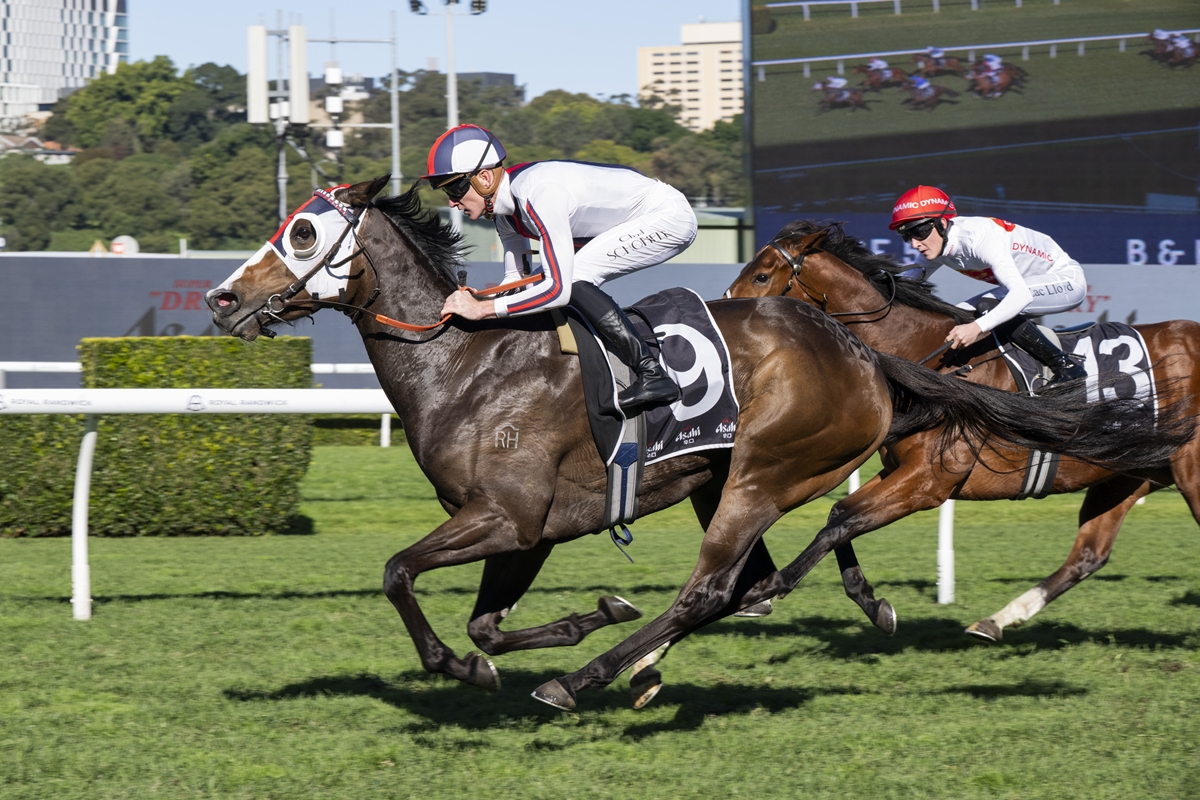 Two jockeys race their horses on a sunny turf track; the lead gray horse wears a white hood while the trailing bay horse bears the number 13 saddle cloth.