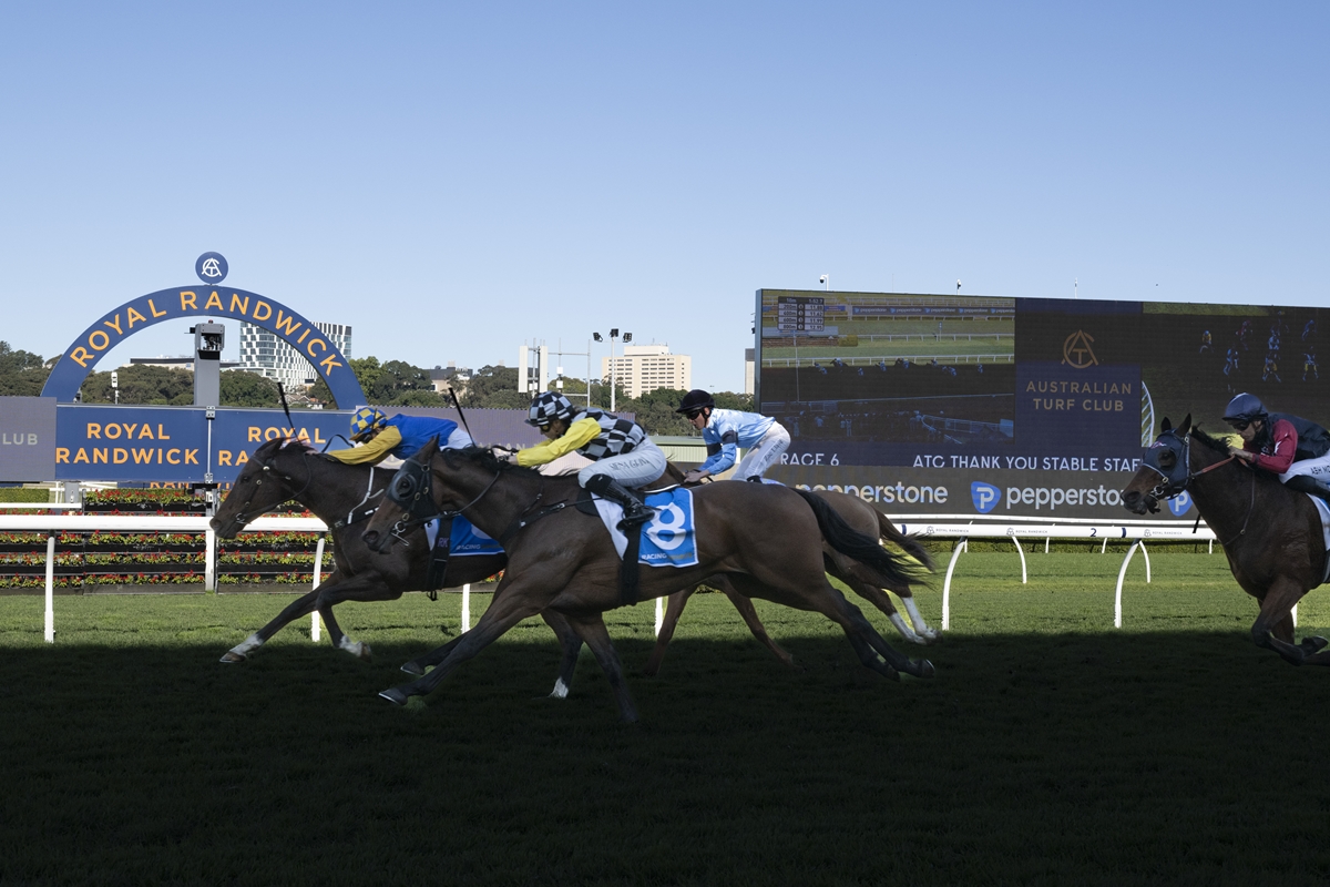 Thoroughbred horses racing on a sunny turf track at Royal Randwick, jockeys in bright silks near the finish line with a large scoreboard behind them.