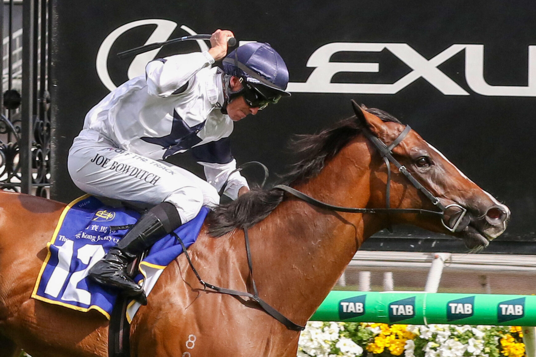 Jockey in white and blue silks leans forward on a brown horse mid-jump, blue saddlecloth with number 12, TAB ads in the background.