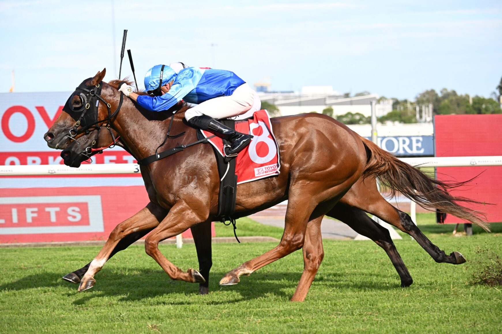 Two racehorses gallop side by side as a jockey in blue leans forward for speed on a grassy track.