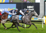 Grey racehorse leading the pack with blue number 1 saddlecloth; jockey in dark silks, others close behind on grass turf.