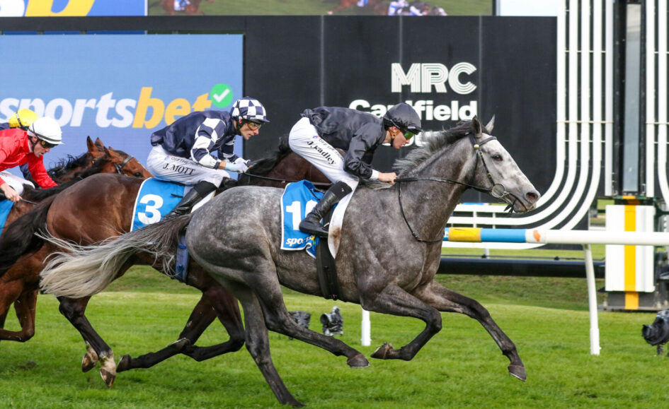 Grey racehorse leading the pack with blue number 1 saddlecloth; jockey in dark silks, others close behind on grass turf.