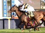 Two horses gallop side by side with jockeys in white and yellow striped silks, near the finish line on a sunny track.