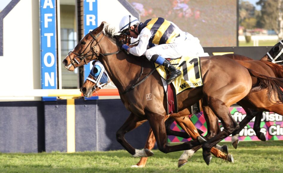 Two horses gallop side by side with jockeys in white and yellow striped silks, near the finish line on a sunny track.