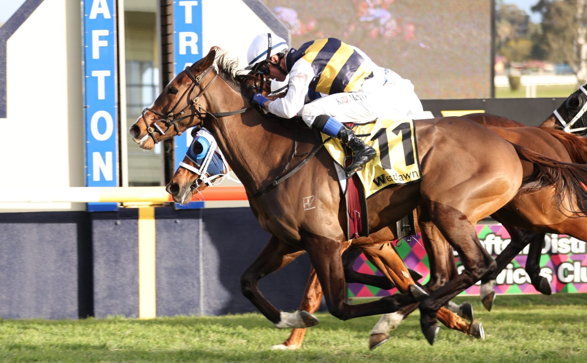 Two horses gallop side by side with jockeys in white and yellow striped silks, near the finish line on a sunny track.