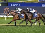 Three racehorses gallop neck-and-neck on a sunny turf track, jockeys in colorful silks urging them toward the finish line, blue saddlecloths visible.