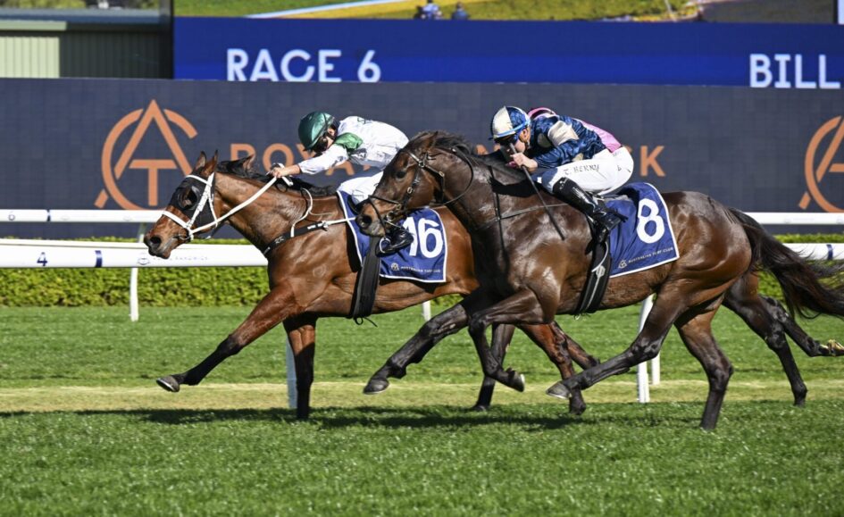 Three racehorses gallop neck-and-neck on a sunny turf track, jockeys in colorful silks urging them toward the finish line, blue saddlecloths visible.