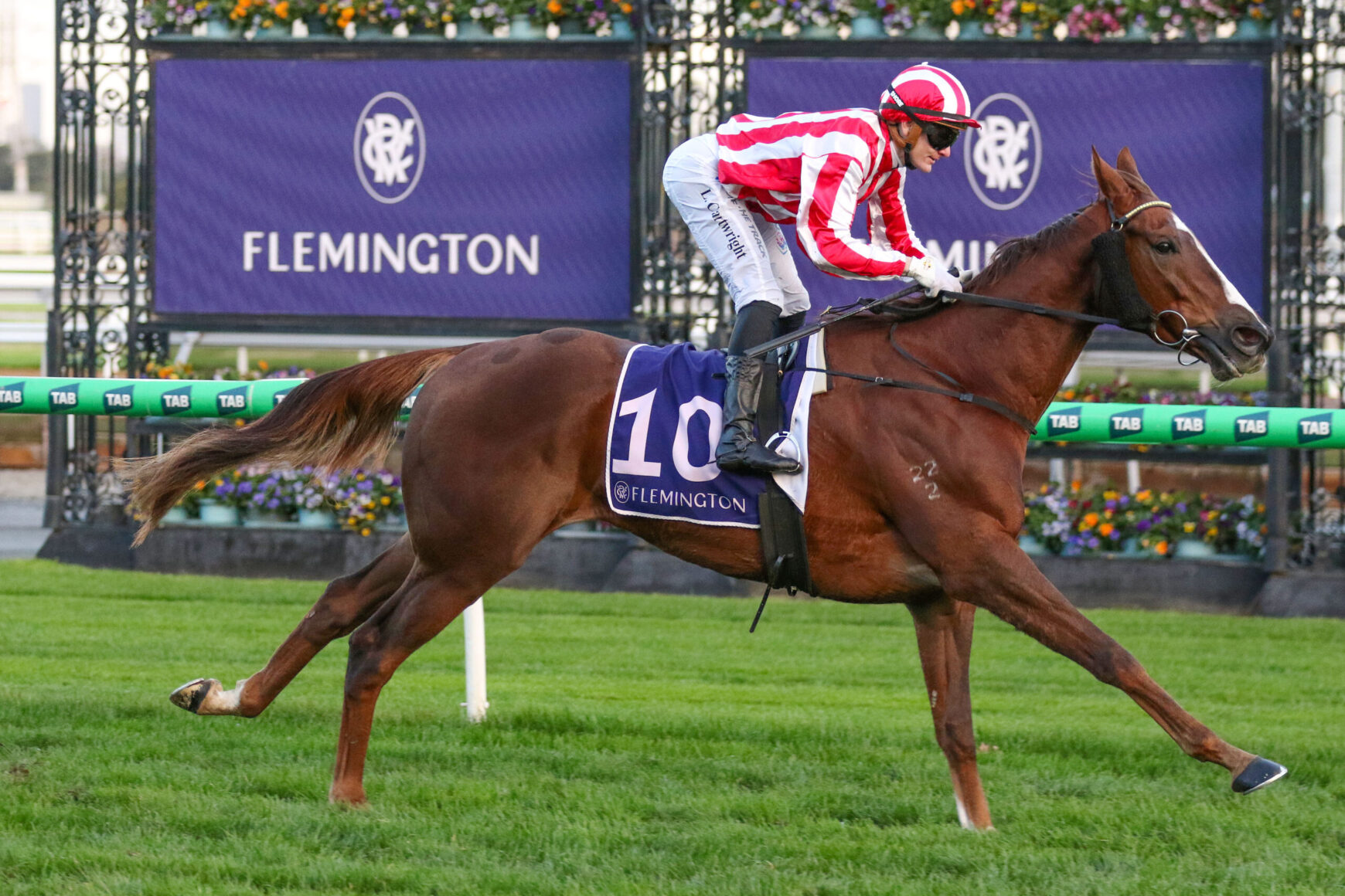 Jockey in red-and-white striped silks rides a galloping brown horse at Flemington, number 10 saddle cloth visible.