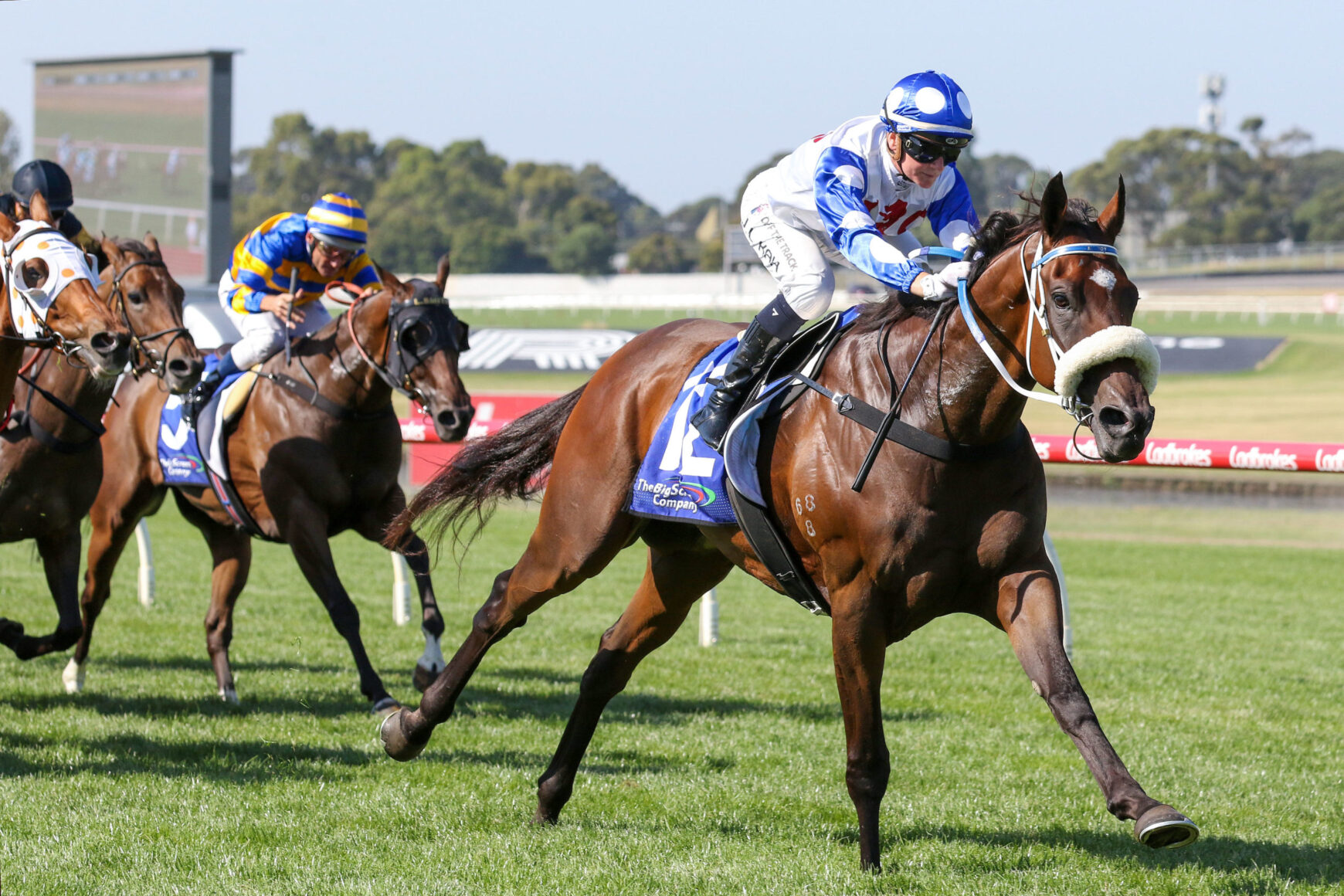 Leading brown horse and jockey in blue-and-white silks race on a sunny grass track, other horses close behind.