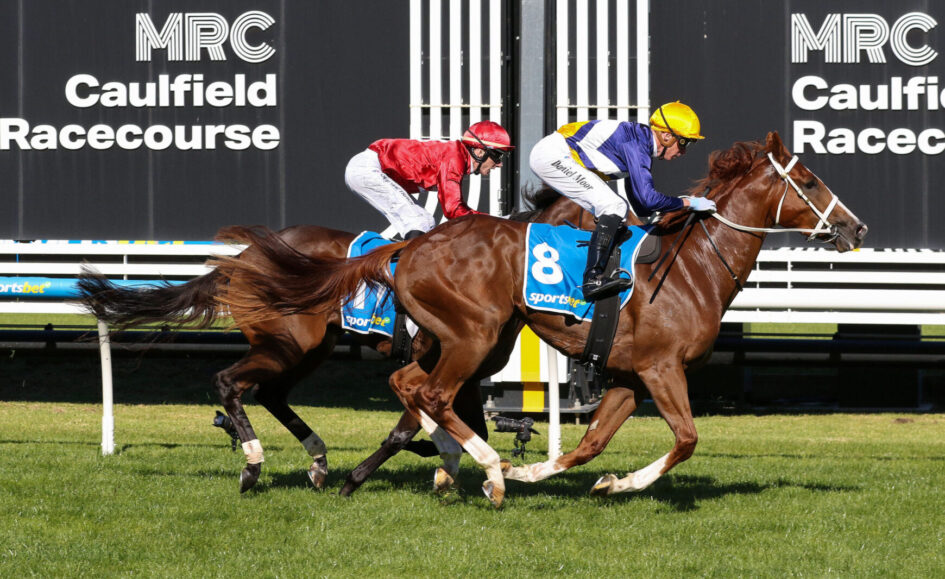 Two jockeys race a brown horse at Caulfield Racecourse, wearing red and yellow helmets, blue saddle cloth with number 8.