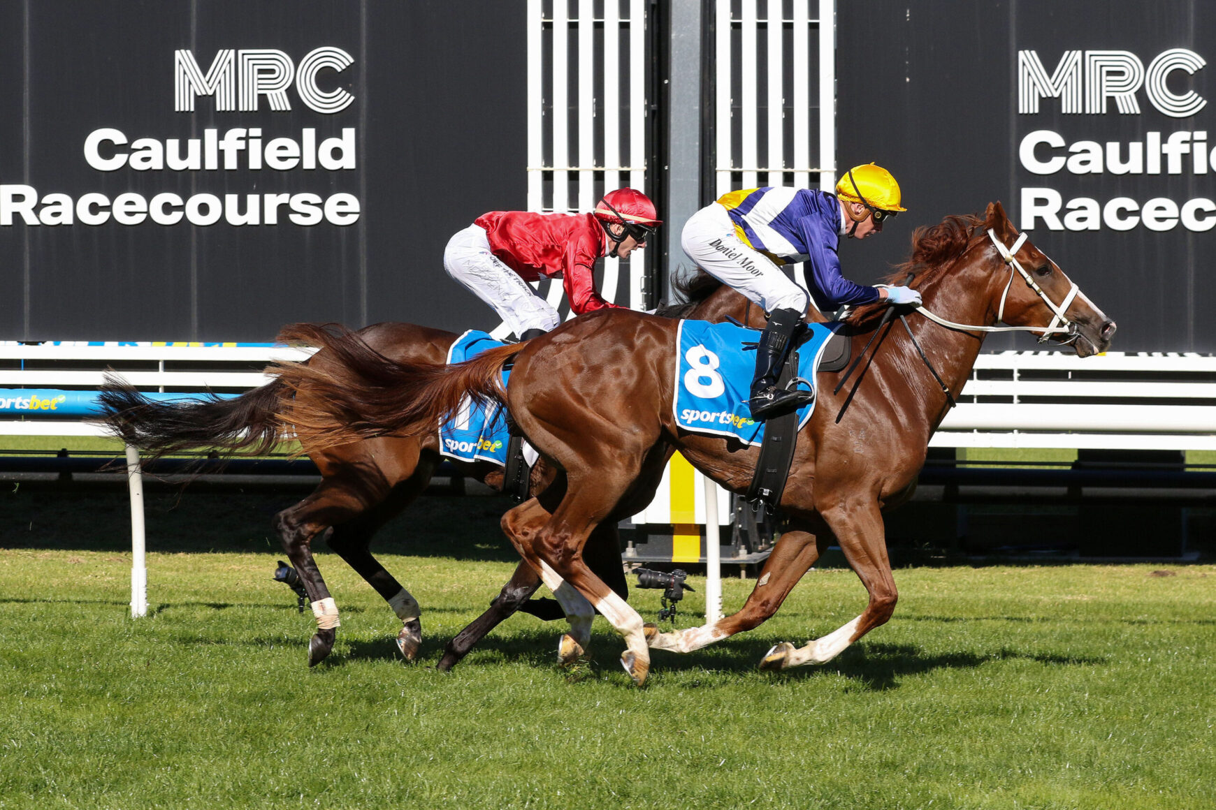 Two jockeys race a brown horse at Caulfield Racecourse, wearing red and yellow helmets, blue saddle cloth with number 8.