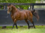 Brown horse wearing a halter trotting along a black wooden fence in a grassy paddock.