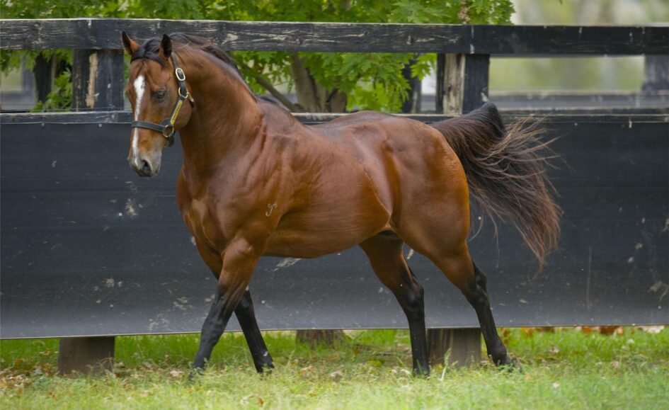 Brown horse wearing a halter trotting along a black wooden fence in a grassy paddock.