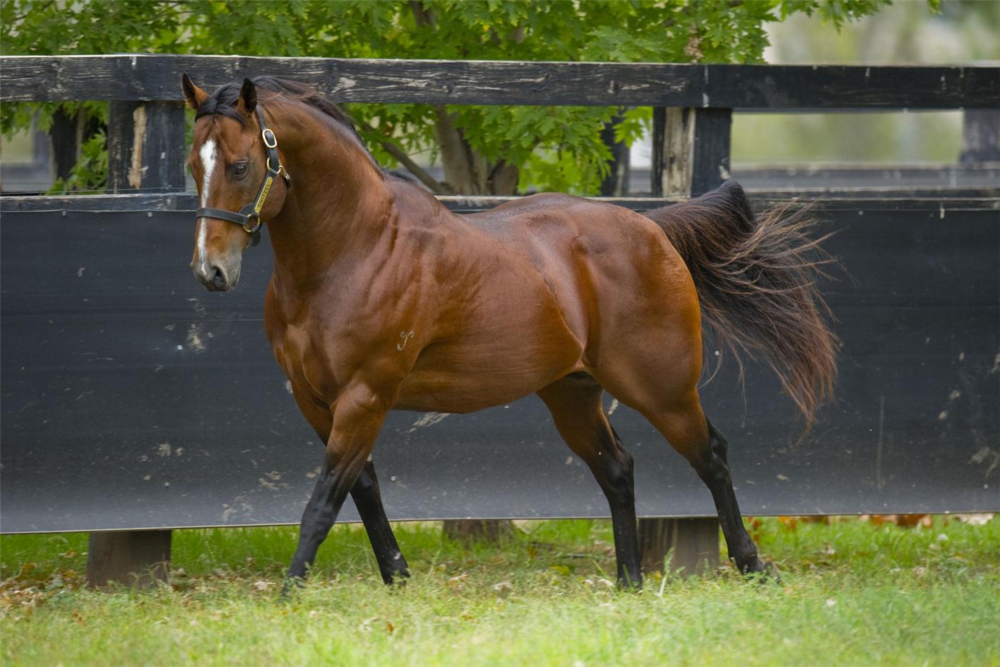Brown horse wearing a halter trotting along a black wooden fence in a grassy paddock.