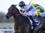 Dark bay racehorse with a white-silks rider in blue helmet racing at speed on a track.
