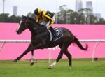 Jockey in yellow and black silks rides a dark horse at full gallop on a green turf track, pink barrier in the background.
