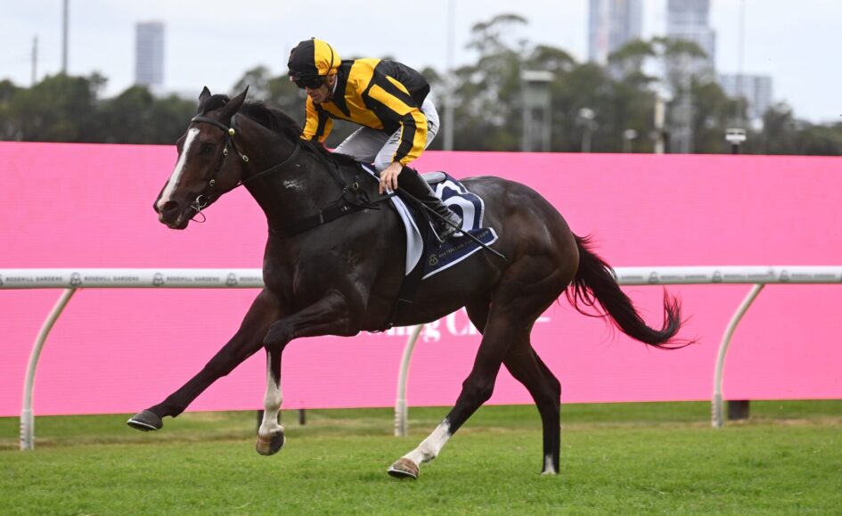 Jockey in yellow and black silks rides a dark horse at full gallop on a green turf track, pink barrier in the background.