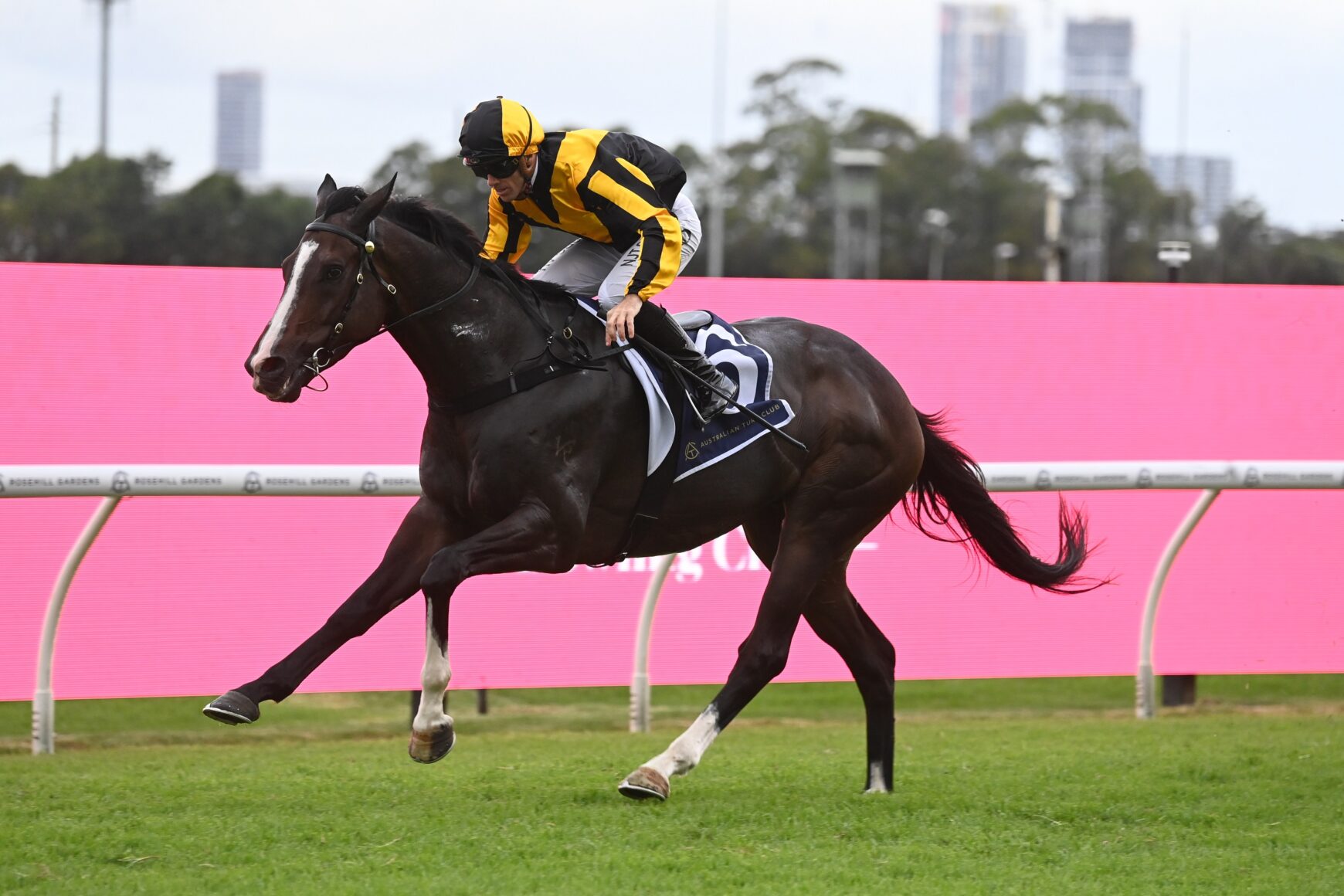 Jockey in yellow and black silks rides a dark horse at full gallop on a green turf track, pink barrier in the background.