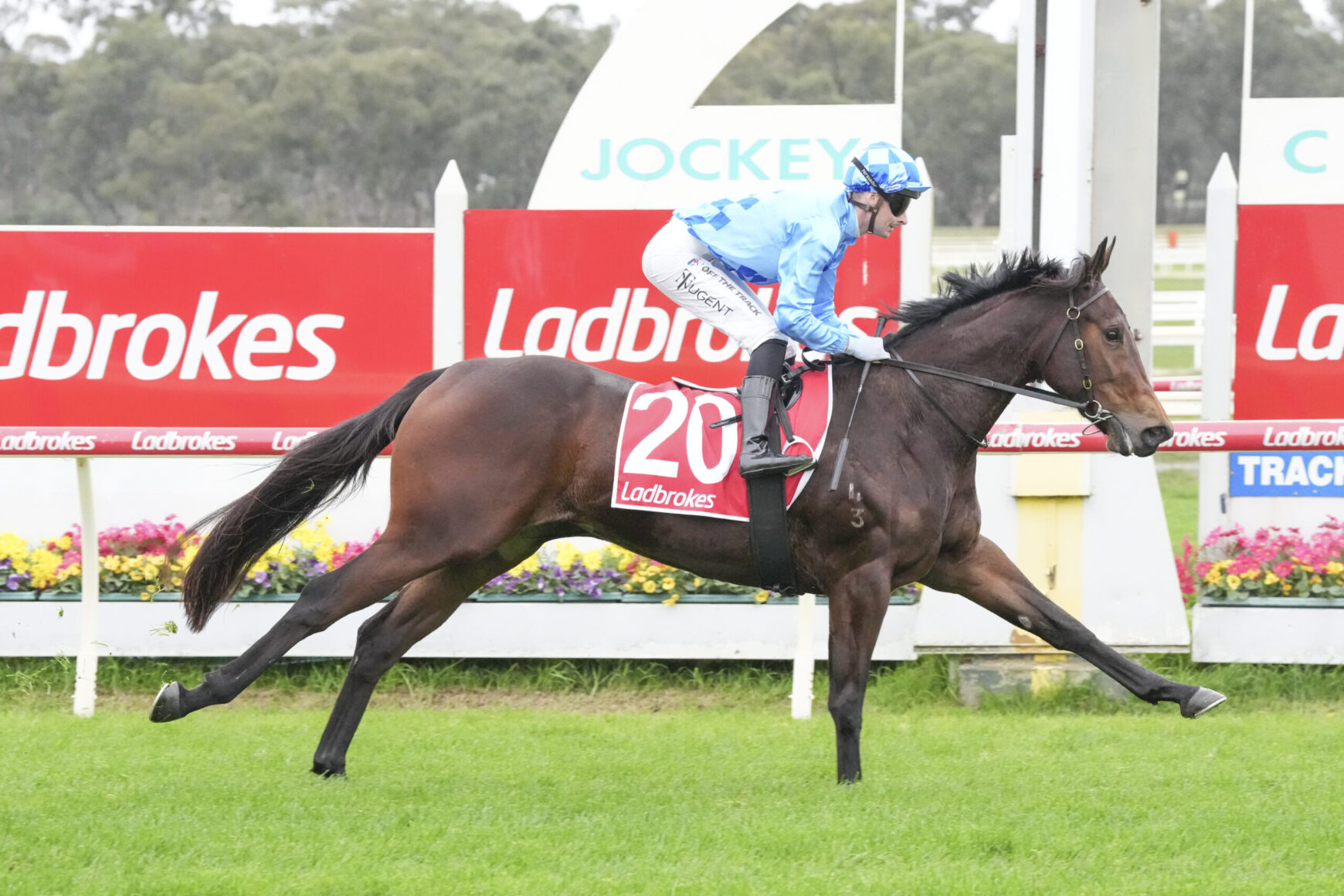 Jockey in blue silks riding a brown racehorse at full gallop on a turf track, with red Ladbrokes boards in the background and number 20 on the horse's saddlecloth.