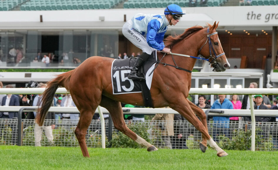 Jockey in blue silks and helmet rides a galloping chestnut horse wearing number 15, with spectators in the background stadium.
