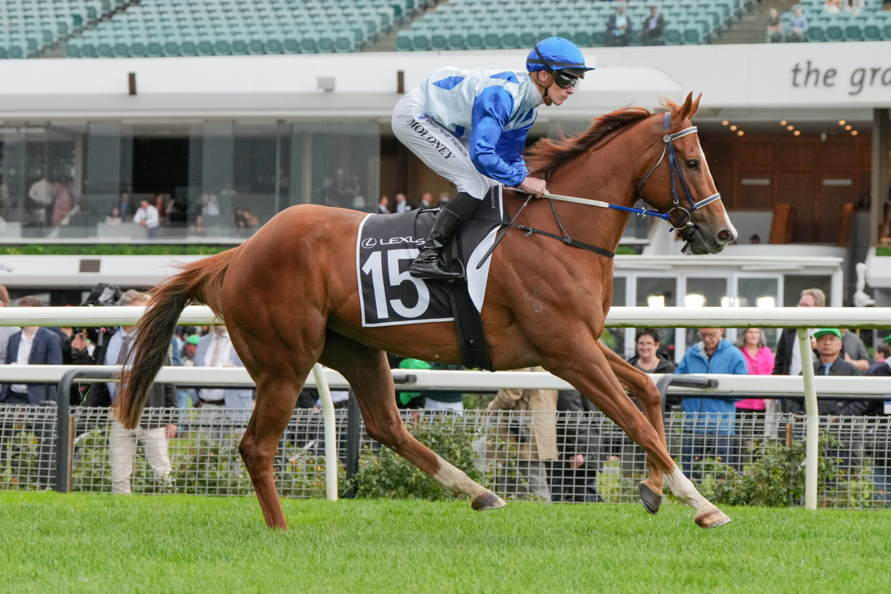 Jockey in blue silks and helmet rides a galloping chestnut horse wearing number 15, with spectators in the background stadium.
