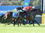 A group of jockeys riding fast horses in a horse race on a sunny track, nearing the finish line.",