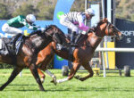 Two jockeys in mid-race calm a pair of galloping horses on a grassy track, leaning forward in sync during a race sprint.