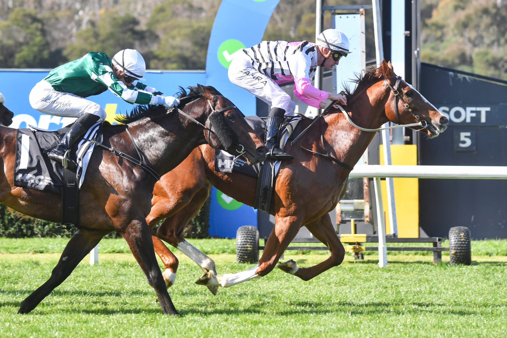 Two jockeys in mid-race calm a pair of galloping horses on a grassy track, leaning forward in sync during a race sprint.