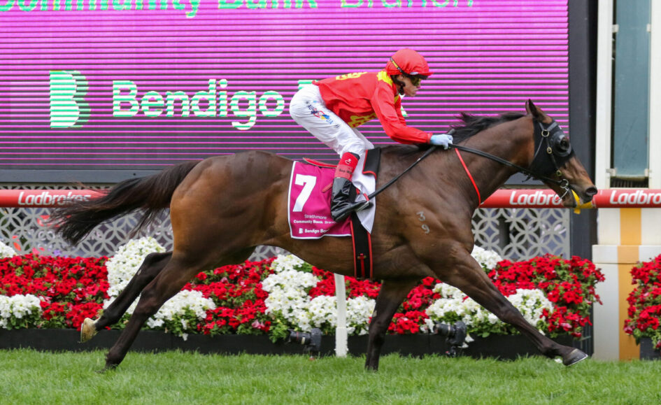 Jockey in red silks riding a bay racehorse with saddlecloth number 7, sprinting past flower barriers on a racetrack backdrop.