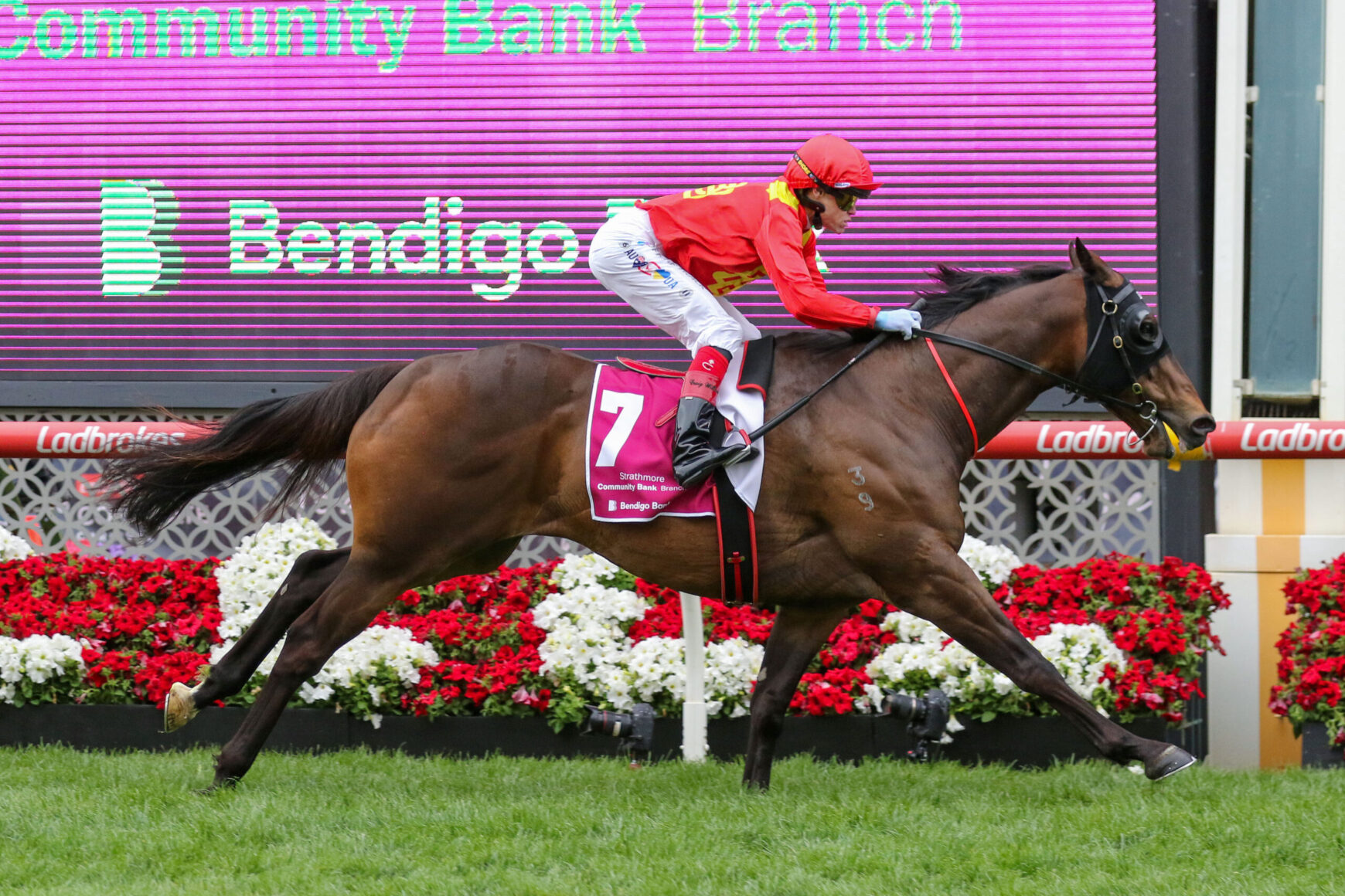 Jockey in red silks riding a bay racehorse with saddlecloth number 7, sprinting past flower barriers on a racetrack backdrop.
