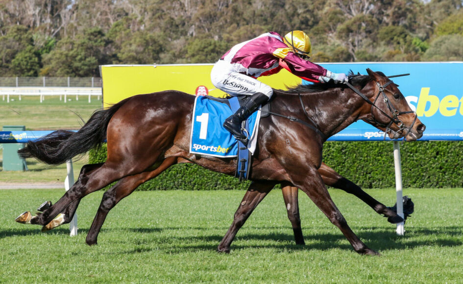 Jockey in maroon and gold rides a dark brown horse with blue 1 saddlecloth racing on a green track fence in background