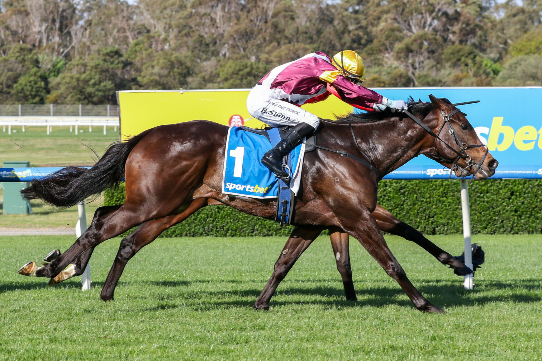 Jockey in maroon and gold rides a dark brown horse with blue 1 saddlecloth racing on a green track fence in background