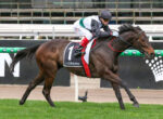 Jockey in black and white silks riding a dark brown racehorse on a track, saddle cloth number 1 with ‘CROWN’ logo.]