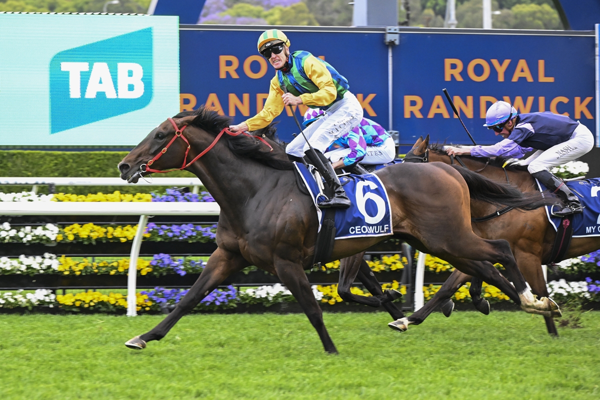 Jockey in yellow and blue rides a dark brown racehorse, number 6, on a green racetrack with a floral fence and blue advertising in the background.