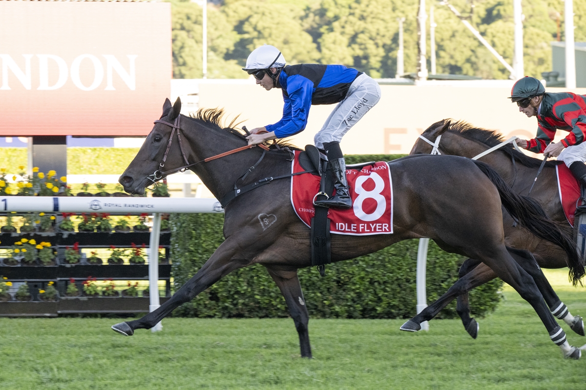 Horse race in progress: jockey in blue and white leans forward on dark horse with red saddle cloth #8, near a fence and another rider behind.