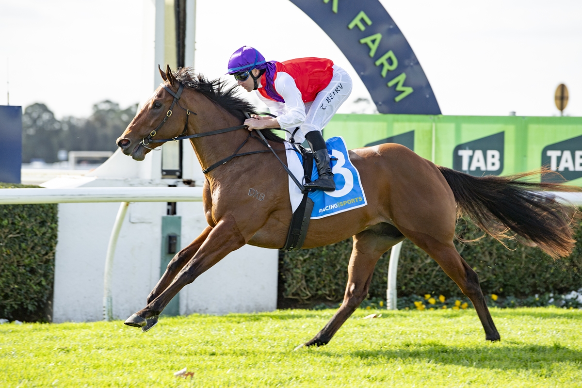 A jockey in a purple helmet and red vest rides a galloping brown horse on a grassy racecourse, with a blue numbered saddle cloth visible.