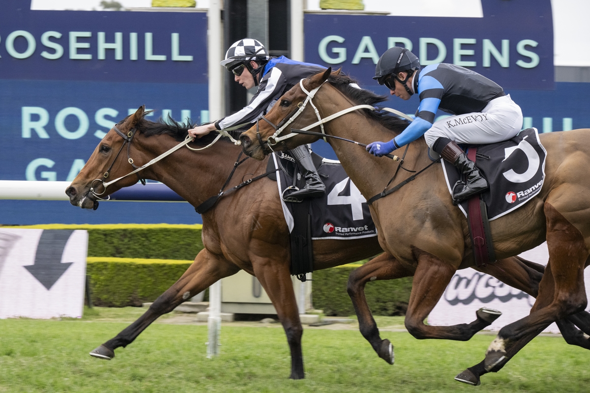 Two jockeys race two brown horses side by side on a grassy track, blue sponsor signs in the background.