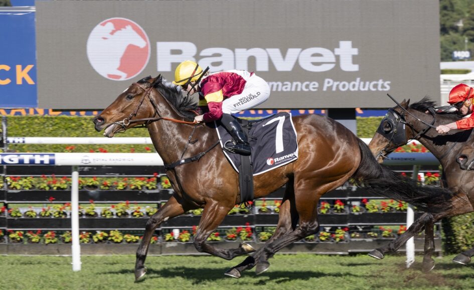 Racehorse with number 7 saddlecloth, jockey in yellow helmet and maroon silks leads a sprint on the turf as another horse pursues behind.