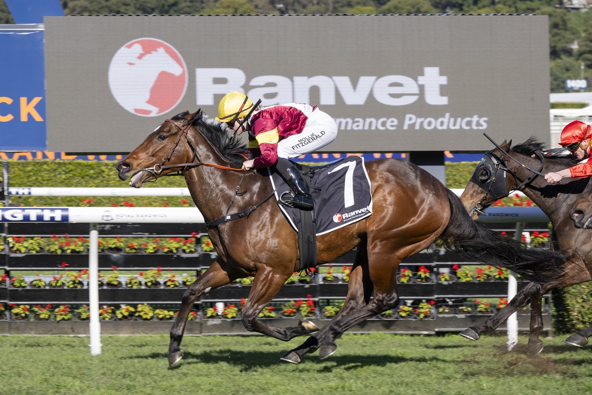 Racehorse with number 7 saddlecloth, jockey in yellow helmet and maroon silks leads a sprint on the turf as another horse pursues behind.