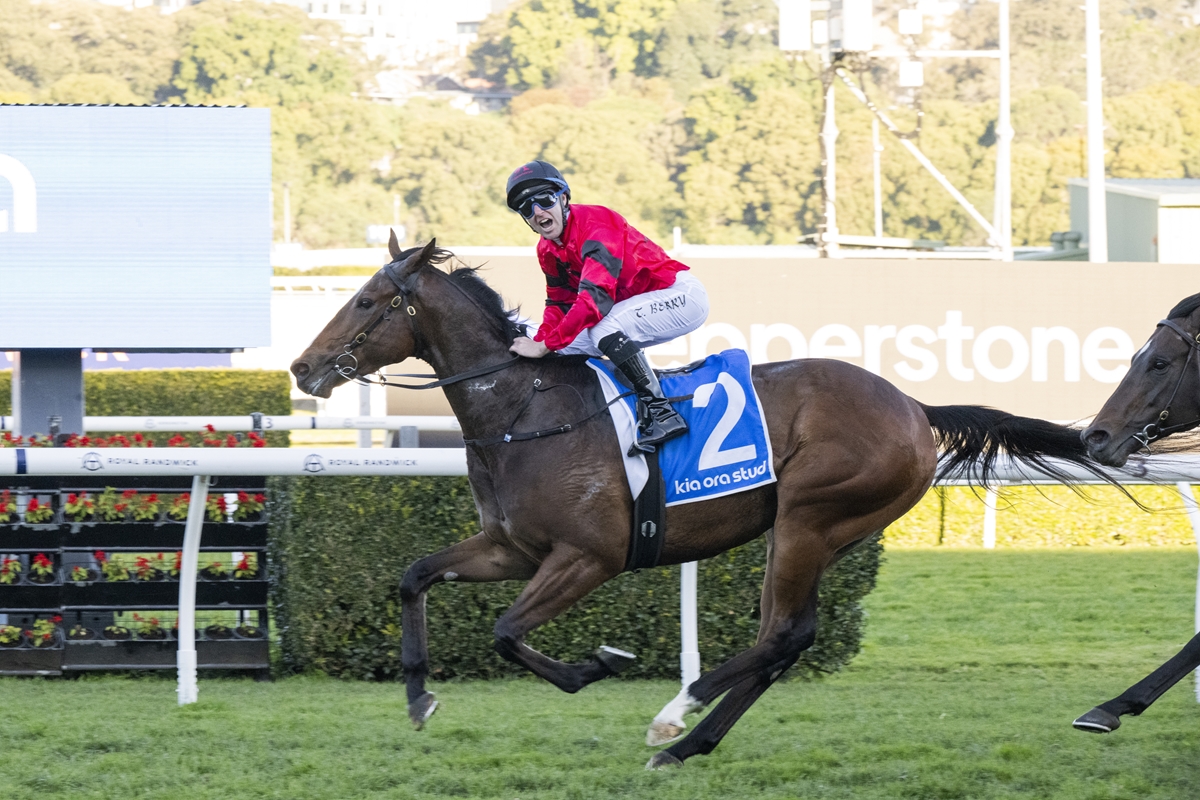 Jockey in red riding gear rides a dark brown racehorse with a blue number 2 saddle cloth on a turf track.