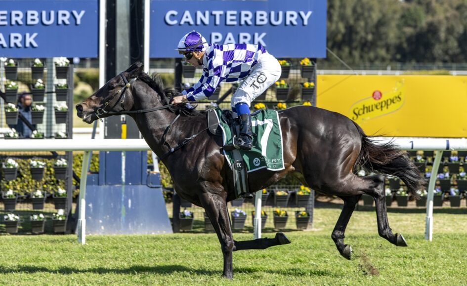 Jockey in purple-and-white checkered silks rides a dark bay horse during a Canterbury Park race, green saddle cloth numbered 7, with blue signage in the background.
