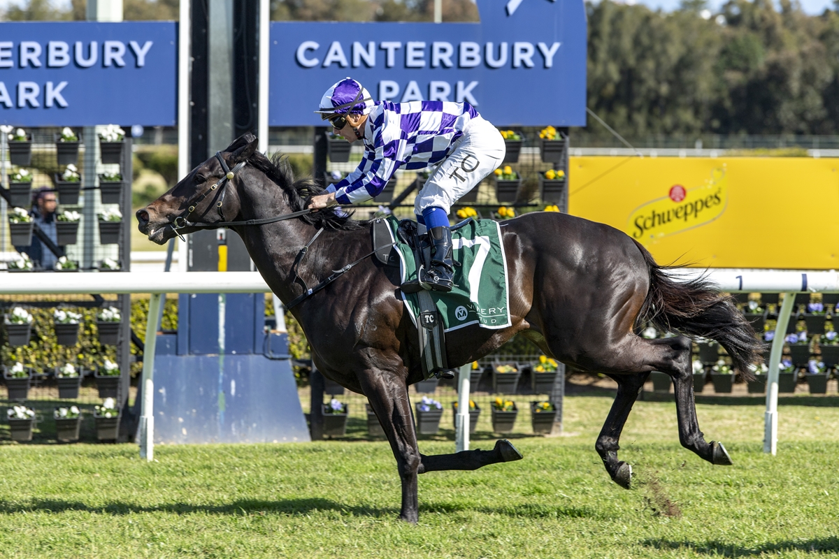 Jockey in purple-and-white checkered silks rides a dark bay horse during a Canterbury Park race, green saddle cloth numbered 7, with blue signage in the background.