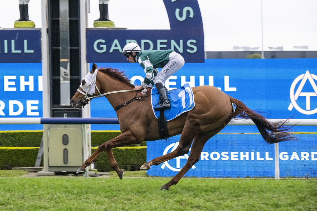 Jockey in green-and-white silks riding a brown horse mid-air over a hurdle at Rosehill Gardens racetrack.