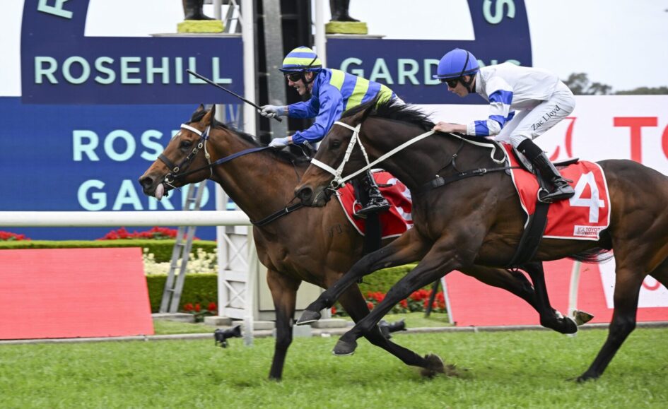 Two racehorses and jockeys in blue-and-white silks gallop side by side on a grassy track at Rosehill Gardens.