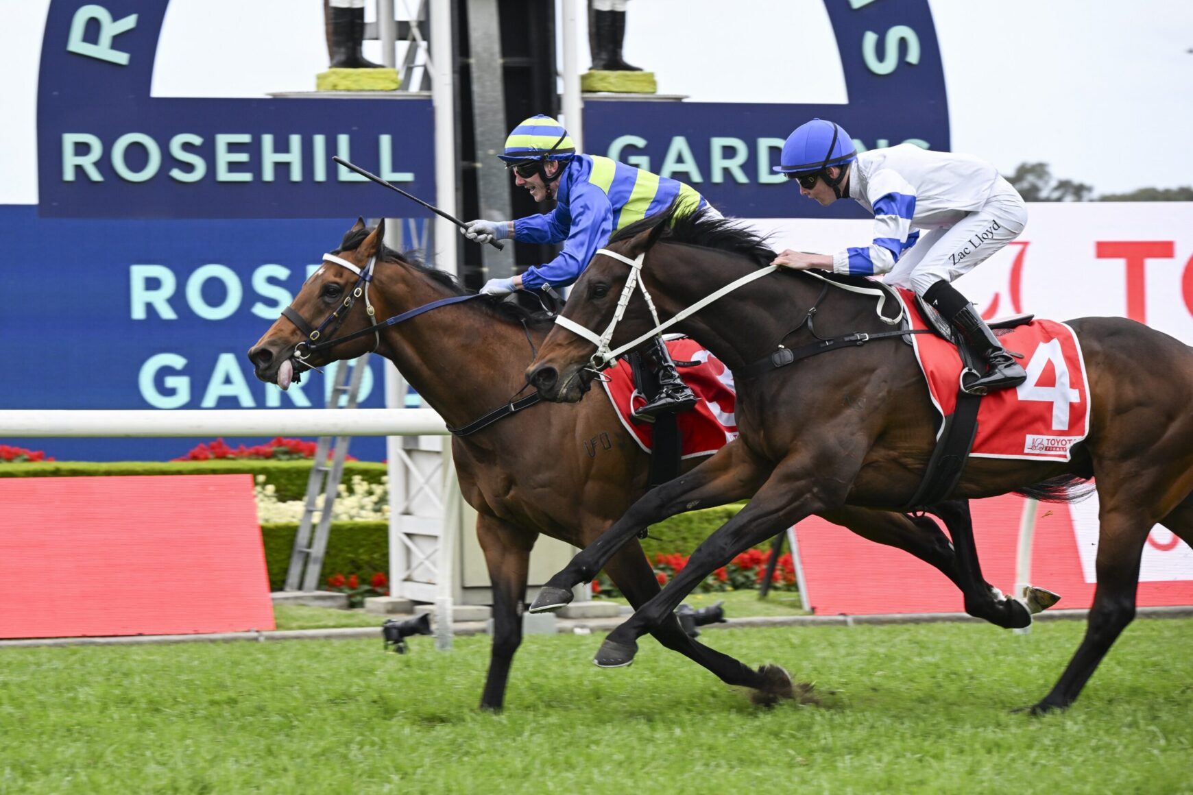 Two racehorses and jockeys in blue-and-white silks gallop side by side on a grassy track at Rosehill Gardens.
