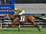 Jockey in yellow and black silks rides a brown horse at full gallop on a racecourse, with a Petaluma sign in the background.