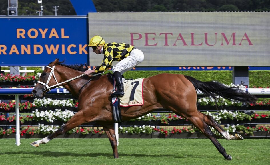 Jockey in yellow and black silks rides a brown horse at full gallop on a racecourse, with a Petaluma sign in the background.