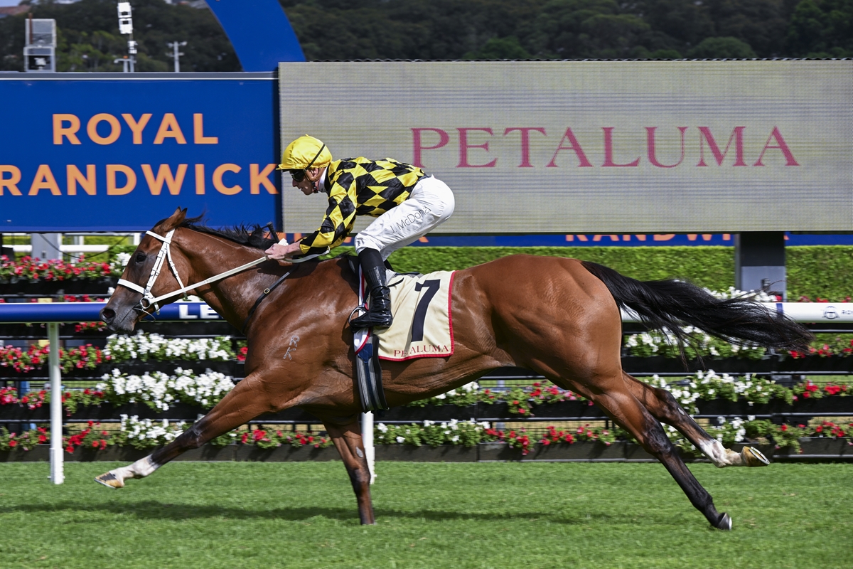 Jockey in yellow and black silks rides a brown horse at full gallop on a racecourse, with a Petaluma sign in the background.