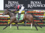 Horse and jockey race at Royal Randwick; jockey in black and red silks rides a brown horse with green saddlecloth, number 2, near floral fences.