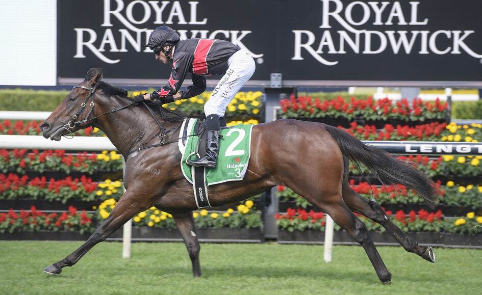 Horse and jockey race at Royal Randwick; jockey in black and red silks rides a brown horse with green saddlecloth, number 2, near floral fences.